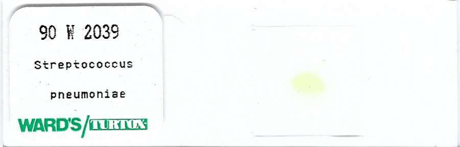 Streptococcus pneumoniae Microscope Slide