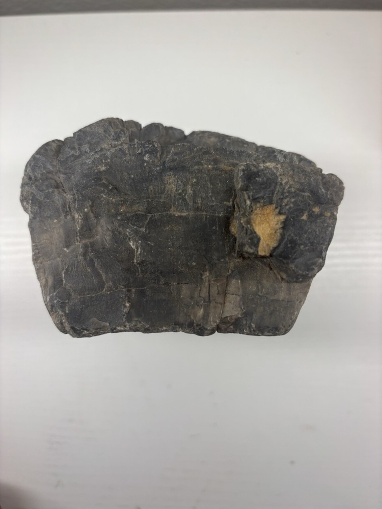 Large Petrified Wood Fossil