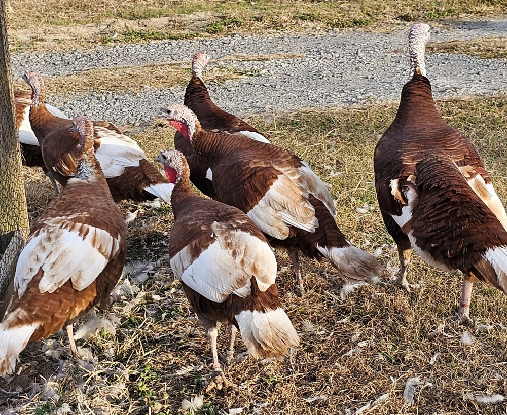 12 Bourbon Red Turkey Hatching Eggs
