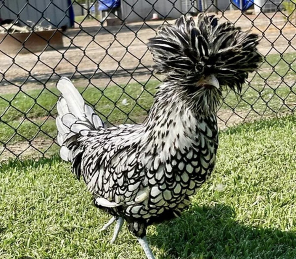 12+ Silver and Buff Laced Polish Hatching Eggs