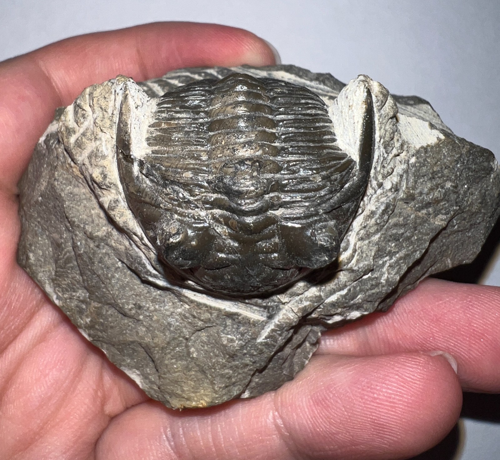 Moroccan Pre Dinosaur Fossil TRILOBITE HOLLARDOPS 1.75 INCHES!!