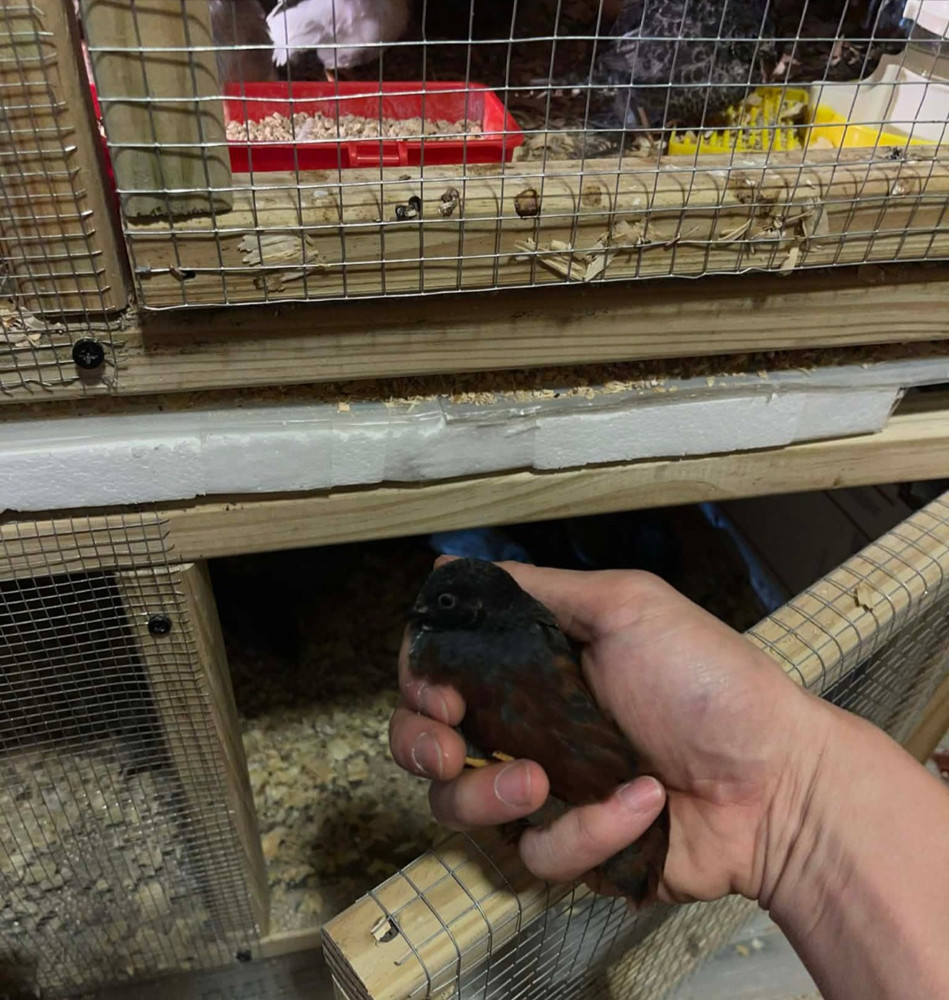 6+ Extra Button Chick (Button Quail) Hatching Eggs – Fresh & Hand Selected