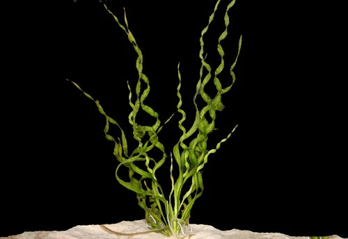 Vesuvius Sword Echinodorus Vesuvius
