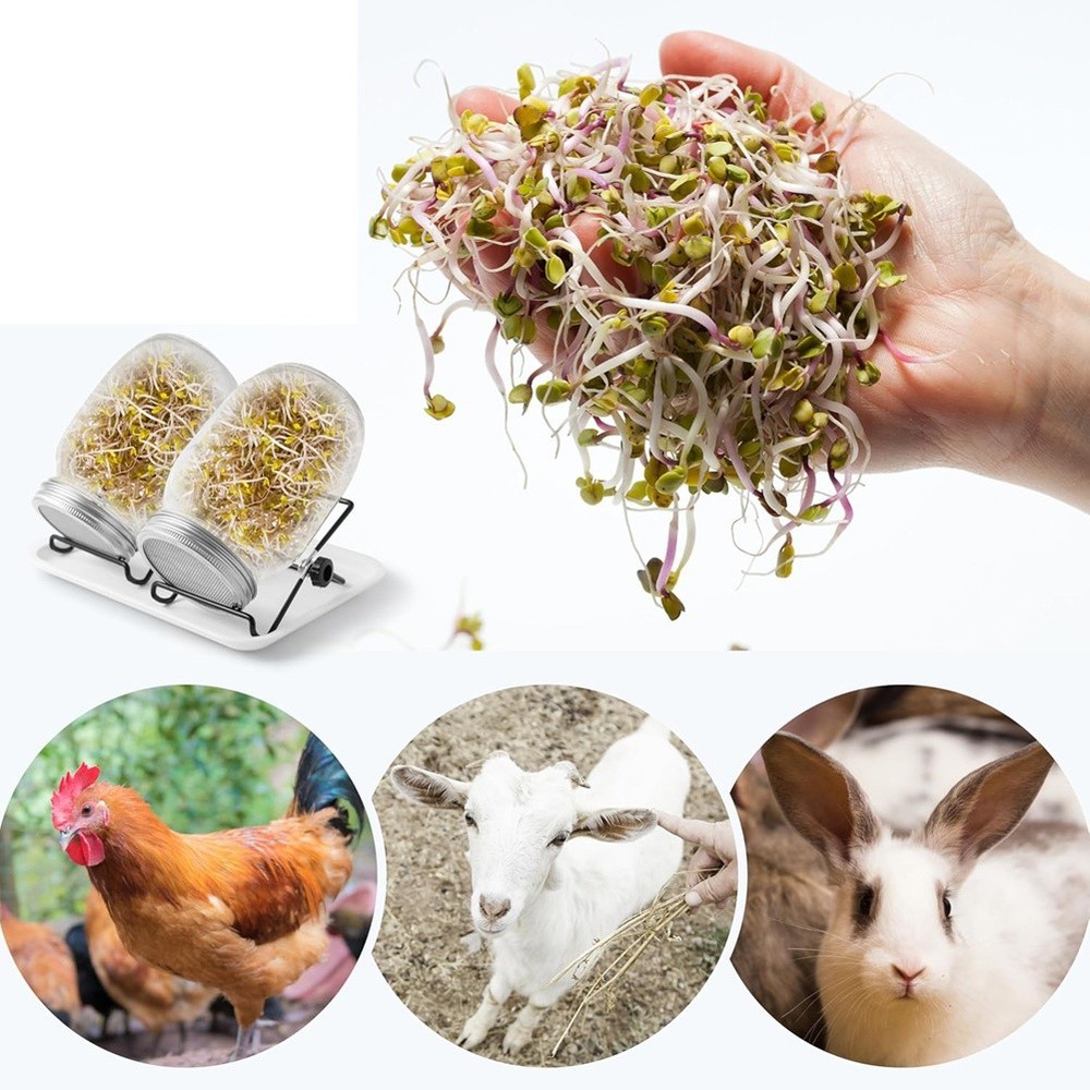 Sprouting Jar Broccoli Sprouts Growing Kit Sprout Jar J8N82184