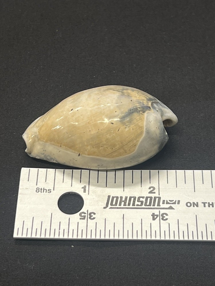EXTINCT Fossilized COWRIE Shell From Central Florida - Pliocene Era.
