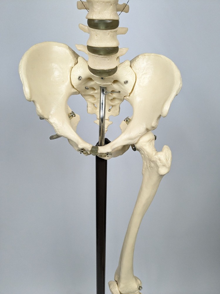 Somso Human Skeleton Anatomical Model with Rolling Stand Base