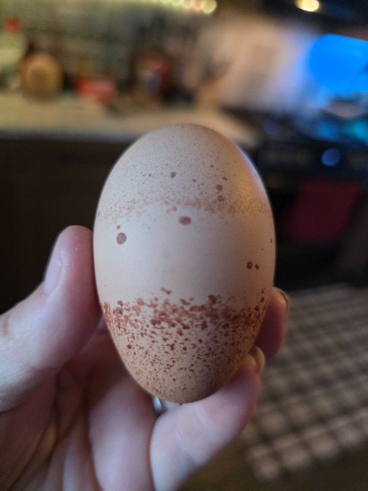 Auction for 12+2 Rainbow Egg Mix – Color-Packed Hatching Eggs
