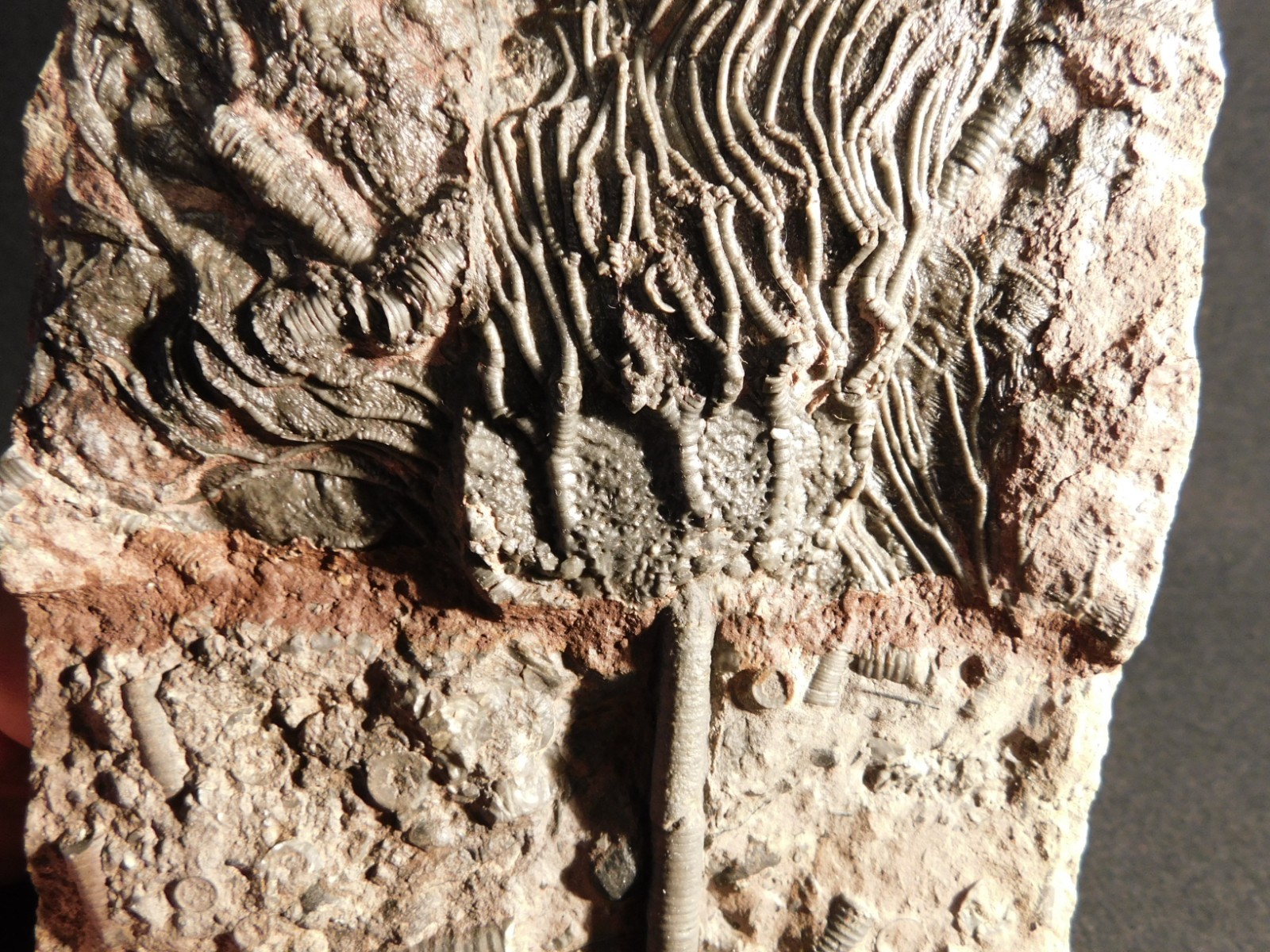 Nice! 430 Million Year Old! CRINOID Fossil or Sea LILY Fossil Morocco 838gr