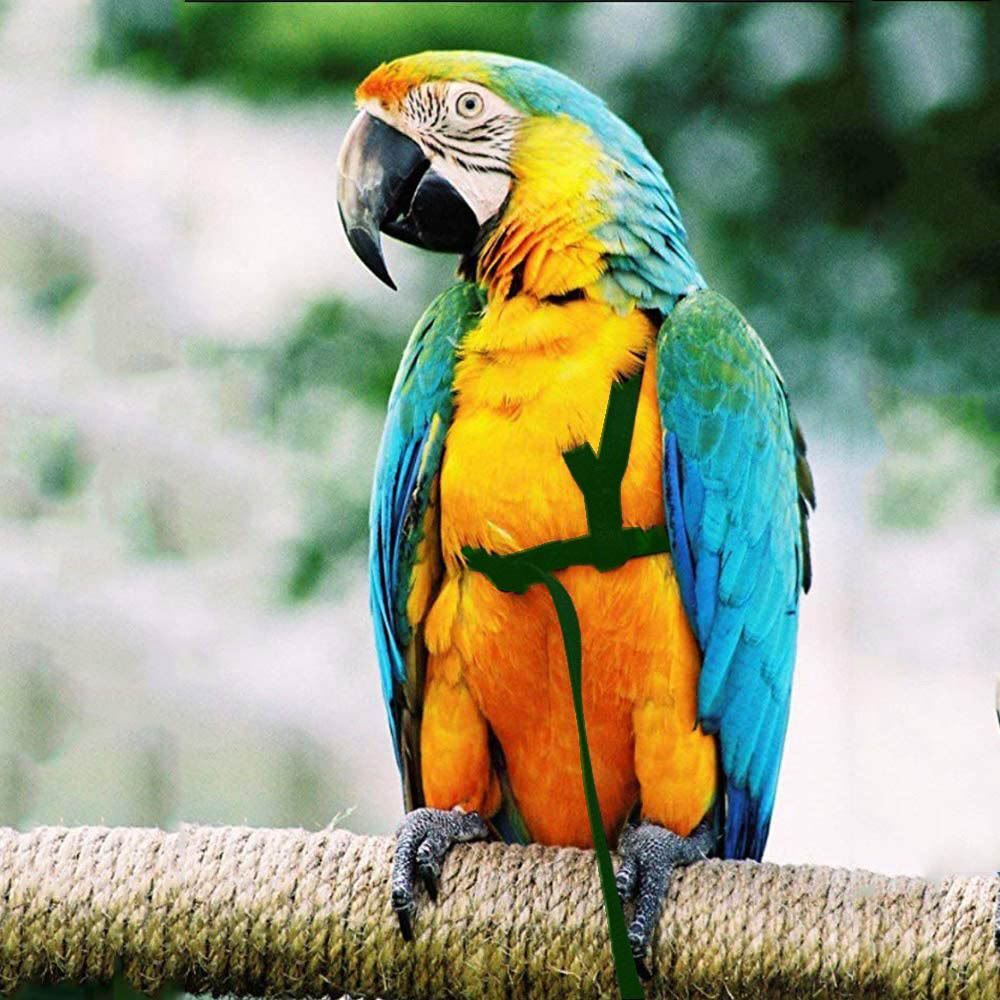 Bird Leash
