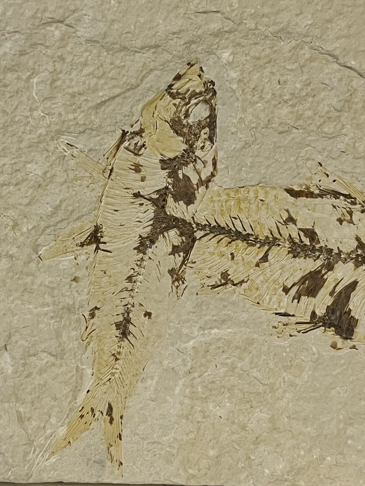 Fossil Fish Eocene Period - Green River Formation Kemmerer Wyoming Double Fossil