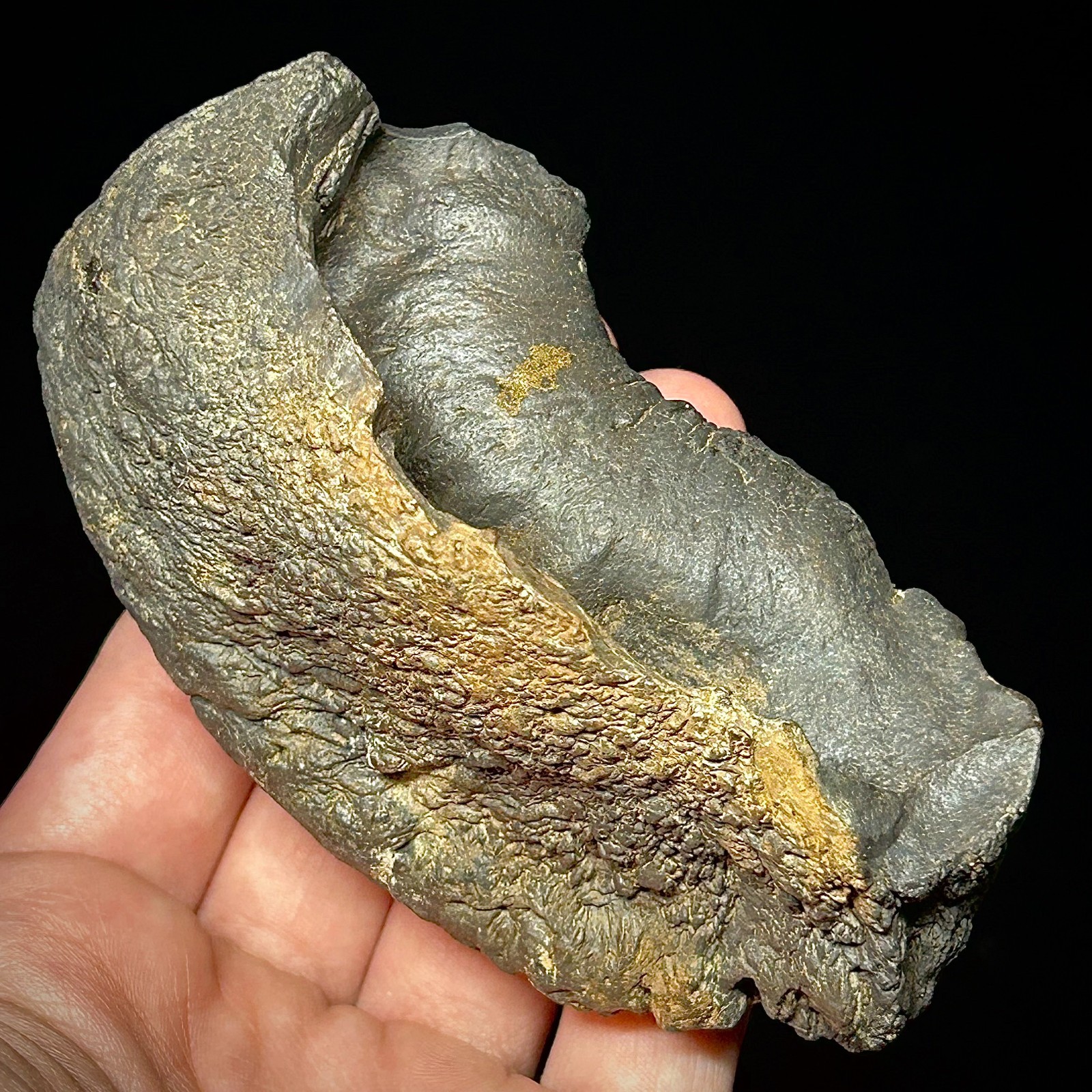 Fossilized Tympanic Bulla Cetacean Ear Bone Fossil 3.87" Pliocene Era Whale