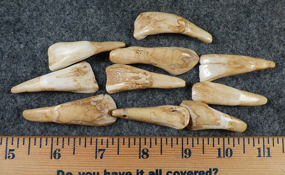 (10) OLD Original Buffalo Teeth Sioux Indian Ornamental Beads Fur Trade 1700's