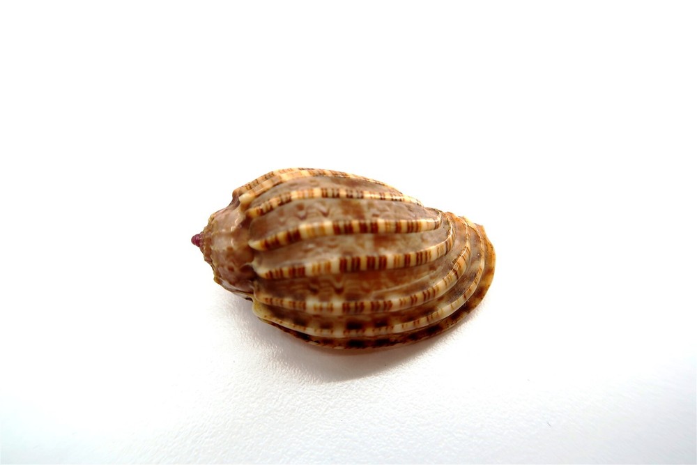 45 mm Harpa Seashell 1.75" Long ~ Nice Looking Shell!!