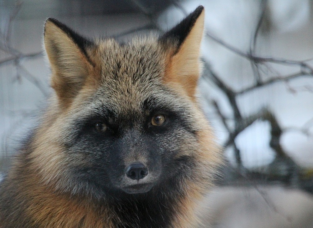 Cross Fox Taxidermy Reference Photo Cd