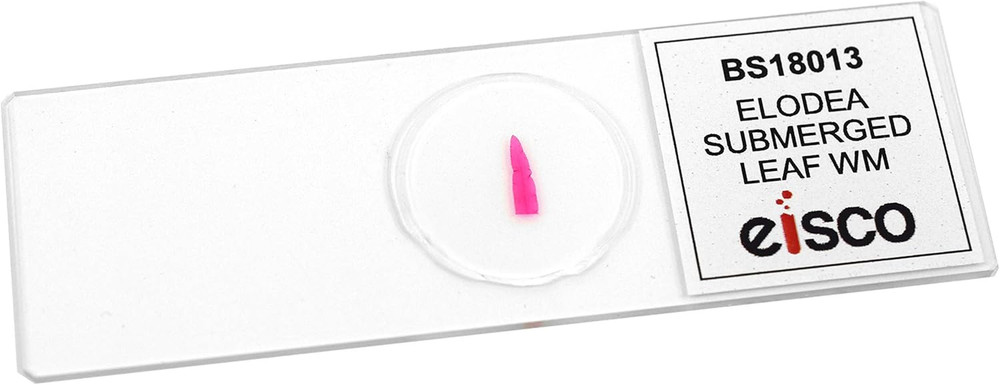 Elodea, Submerged Leaf - Prepared Microscope Slide - 75 X 25Mm - Microscopy