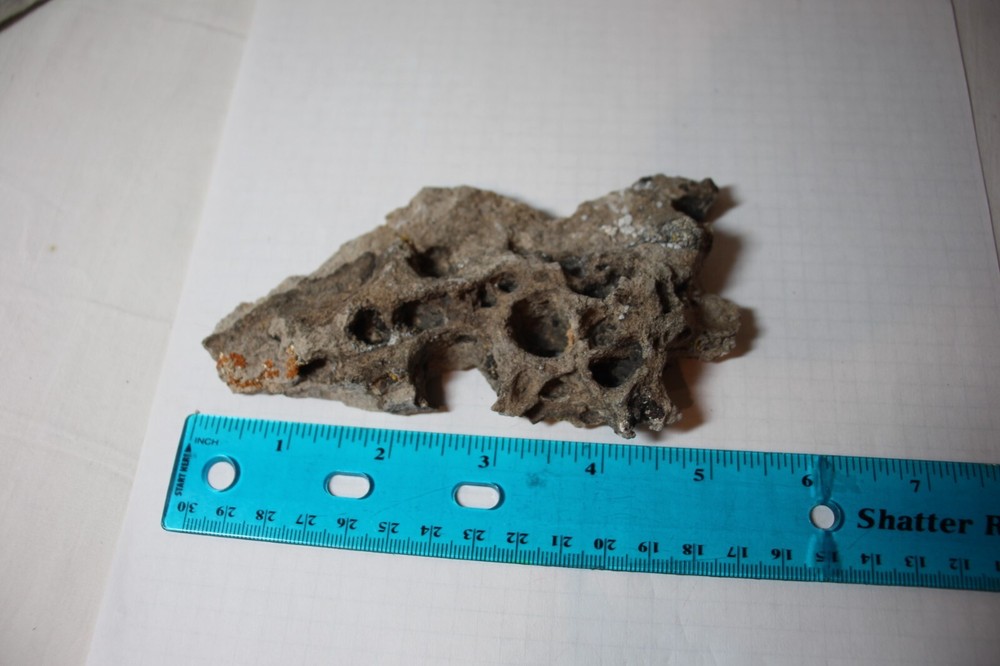 rock fossil with lichen from Utah