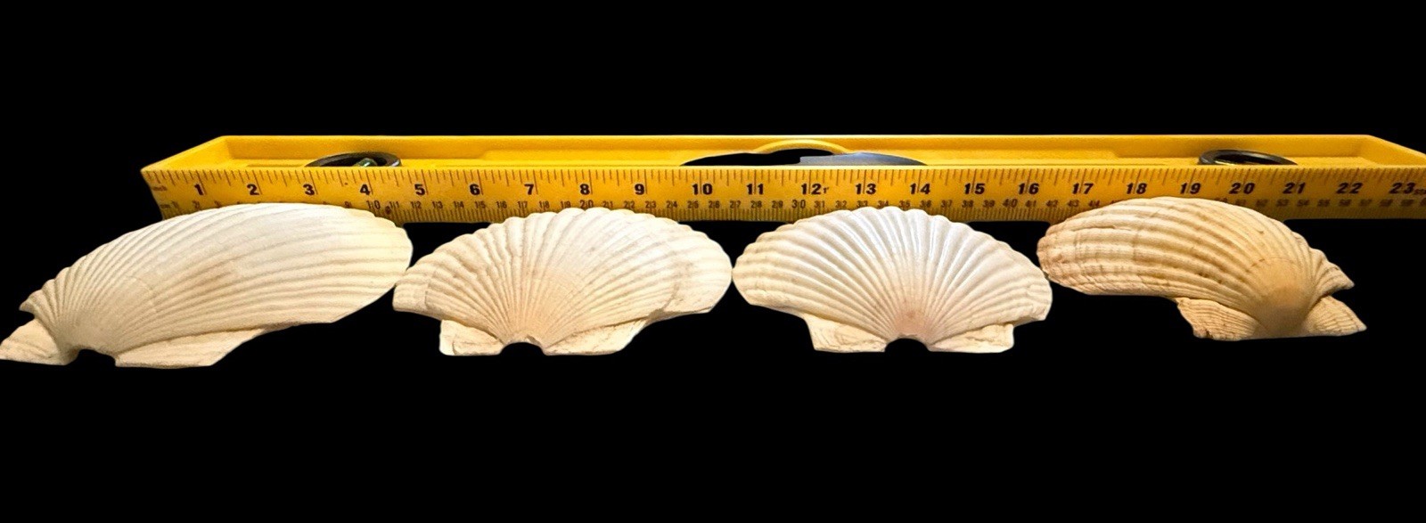 Lot Of 4 VINTAGE 5" REAL CLAM SHELL Gulf Of America Aka Mexico