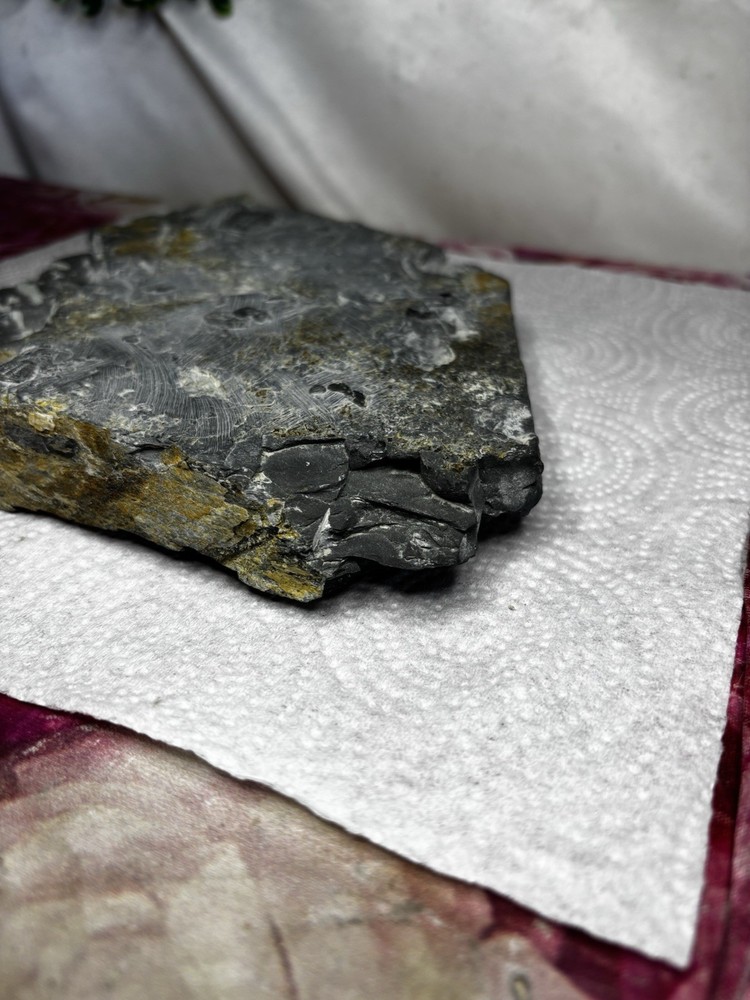 Large Stone Trilobite Fossil Multiple