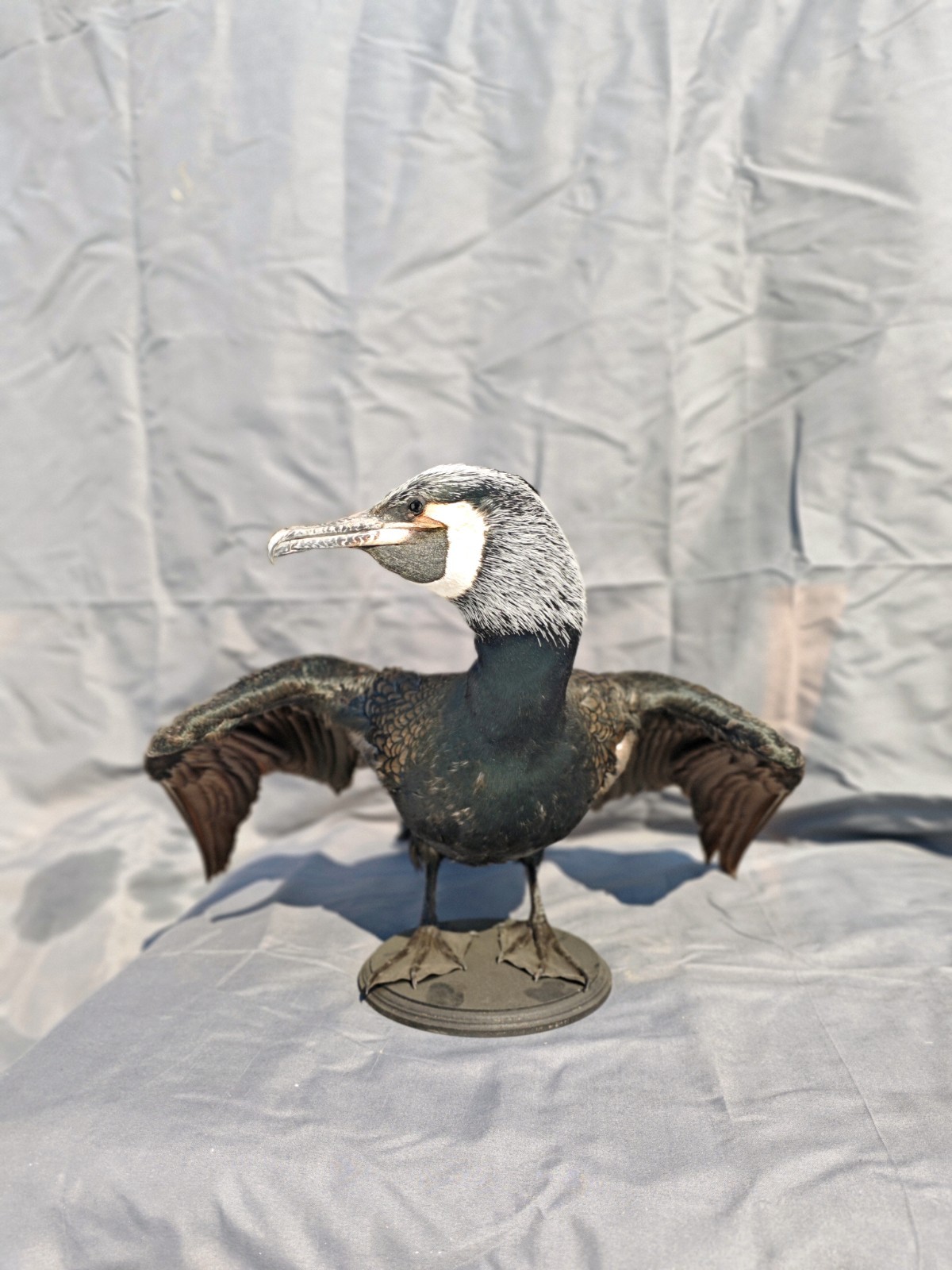 Phalacrocorax Taxidermia