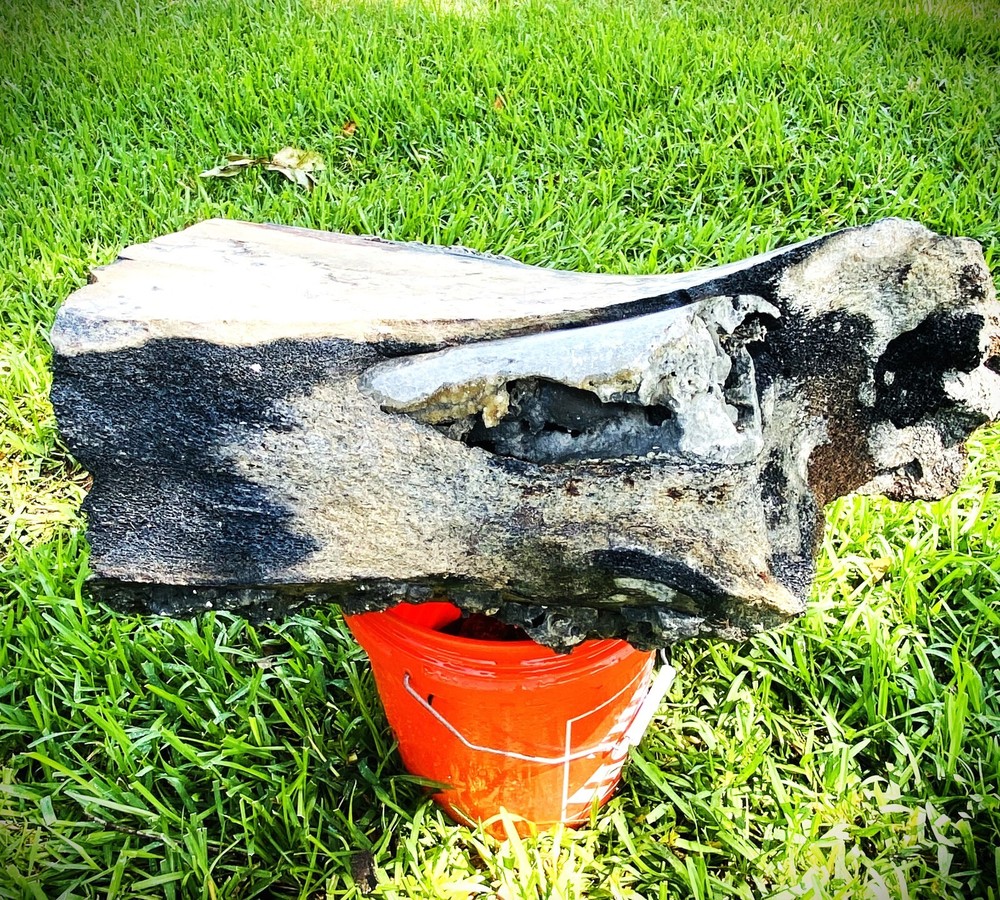 80+ LBS Florida Fossil Whale Bone