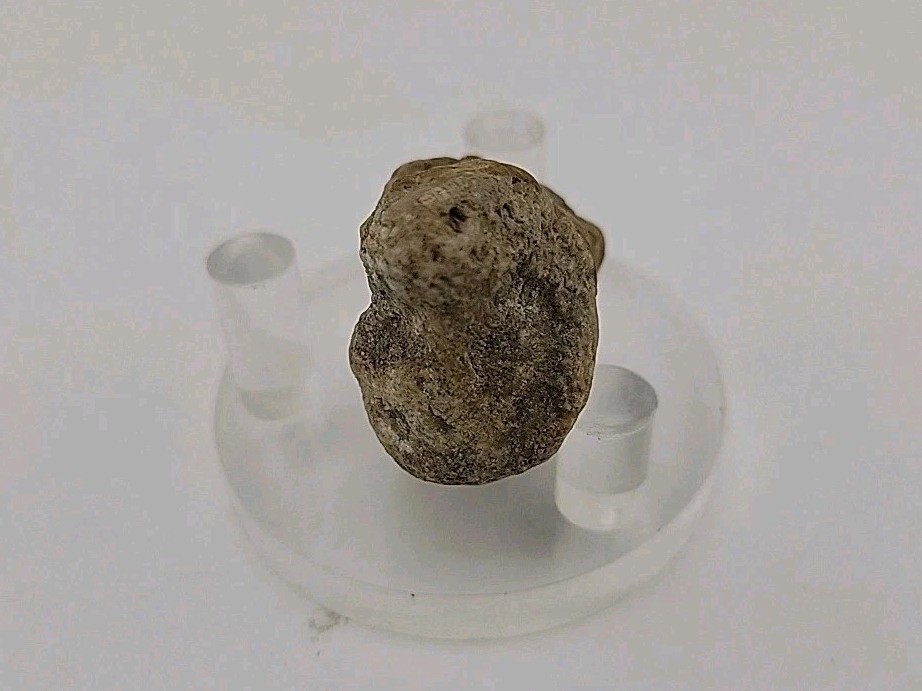 Real Permineralized Lizard 🦎 Egg Fossil