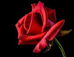 MYSTICAL ROSE 1 ROSE