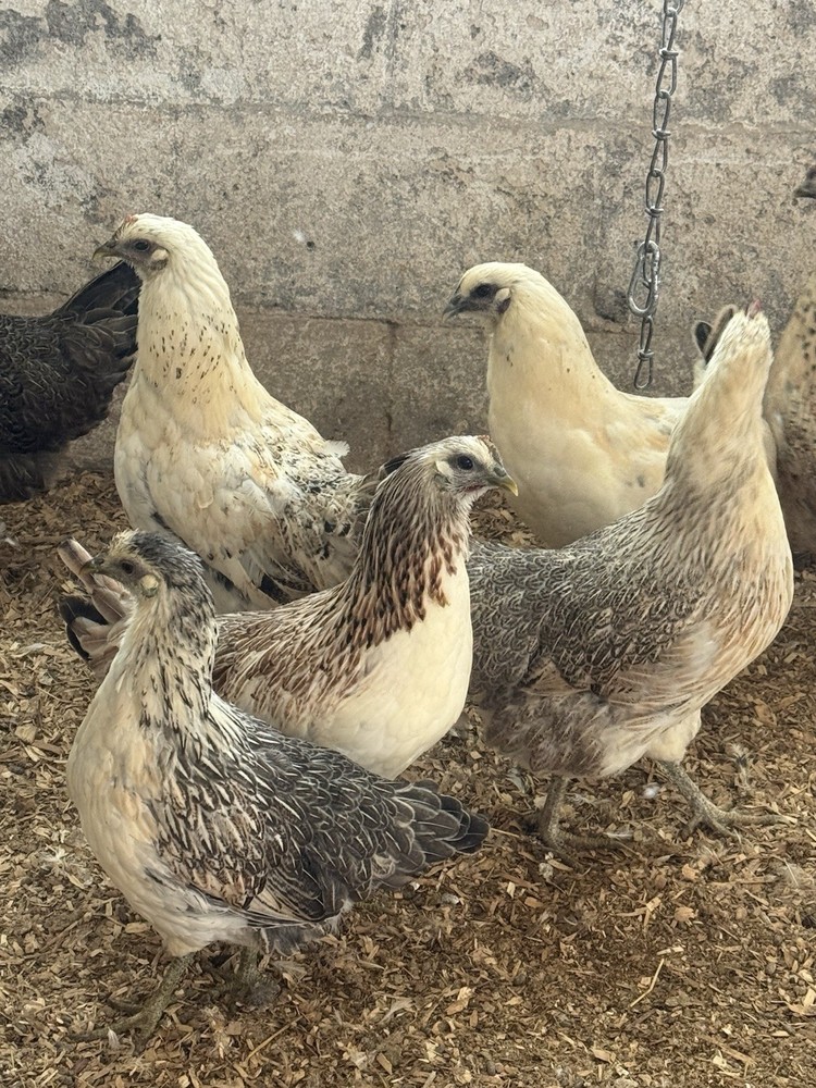 12 Mosaic Hatching Eggs NPIP Certified