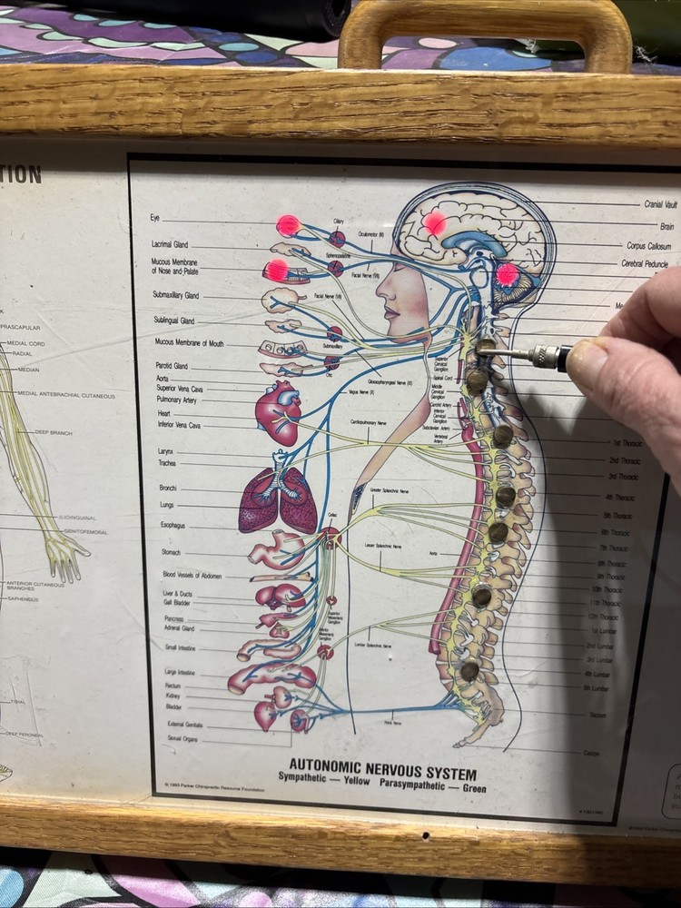 Autonomic Nervous System Light box