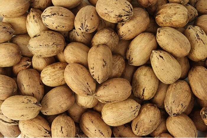 INSHELL Fresh Texas Raw Pecans Bagged | Millican Pecan | San Saba, Texas