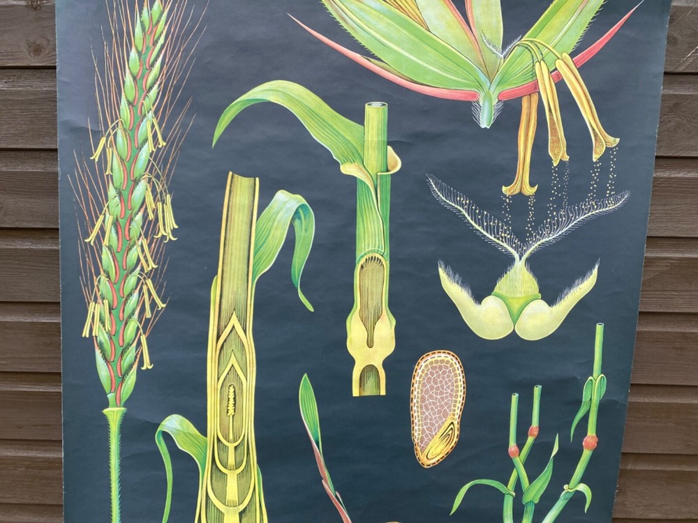 VINTAGE BOTANICAL SCHOOL PULL DOWN CHART OF A RYE PLANT