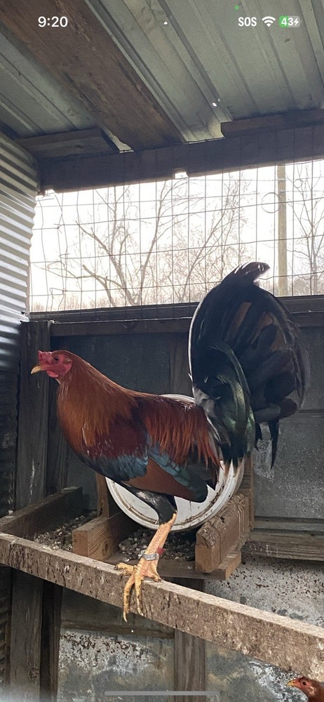 Assorted Hatching Eggs- One Dozen