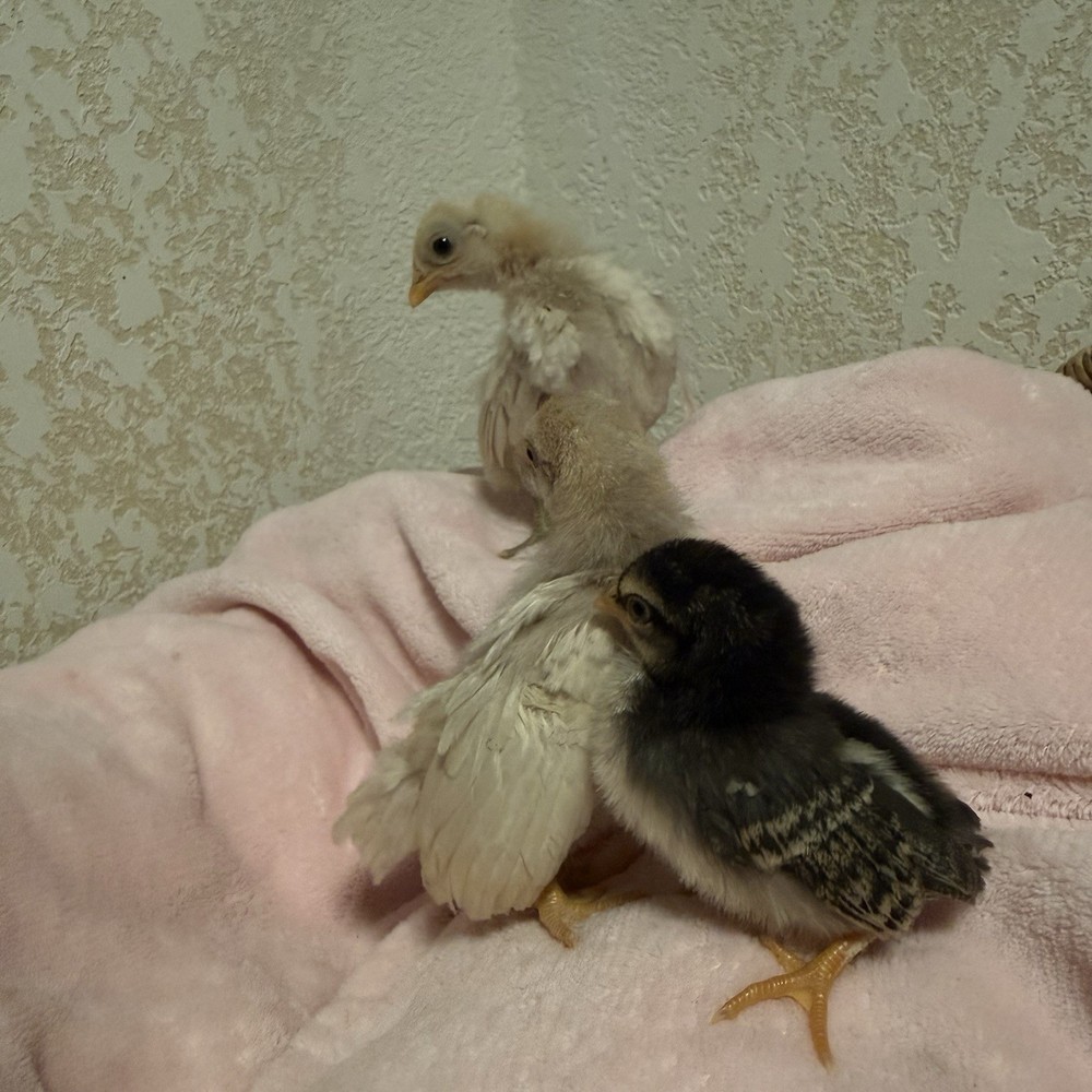 18++Small/Micro A&B SERAMA Hatching Eggs