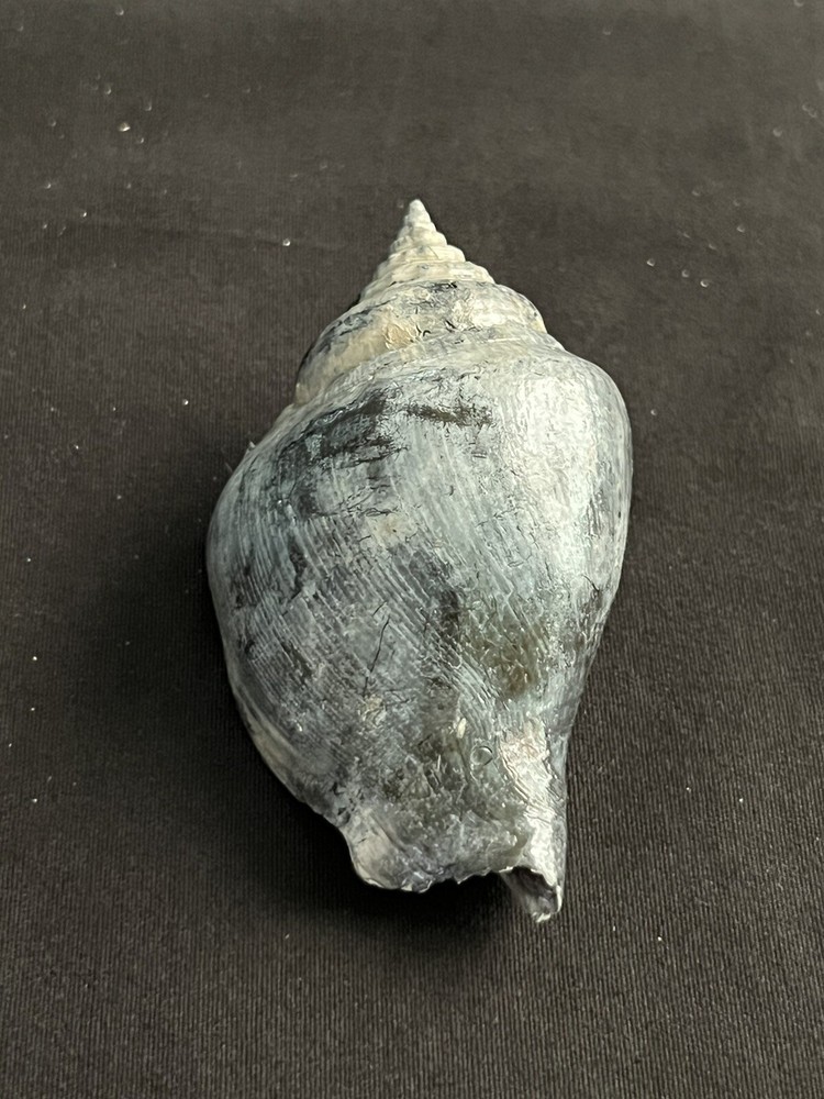 RARE Fossilized FIGHTING CONCH Shell From Central Florida.