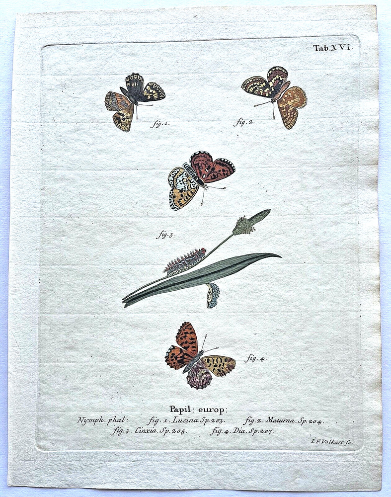 1777 ESPER Hand-Colored Engraved BUTTERFLY/MOTH PRINTS (Set #2) -YOU SELECT