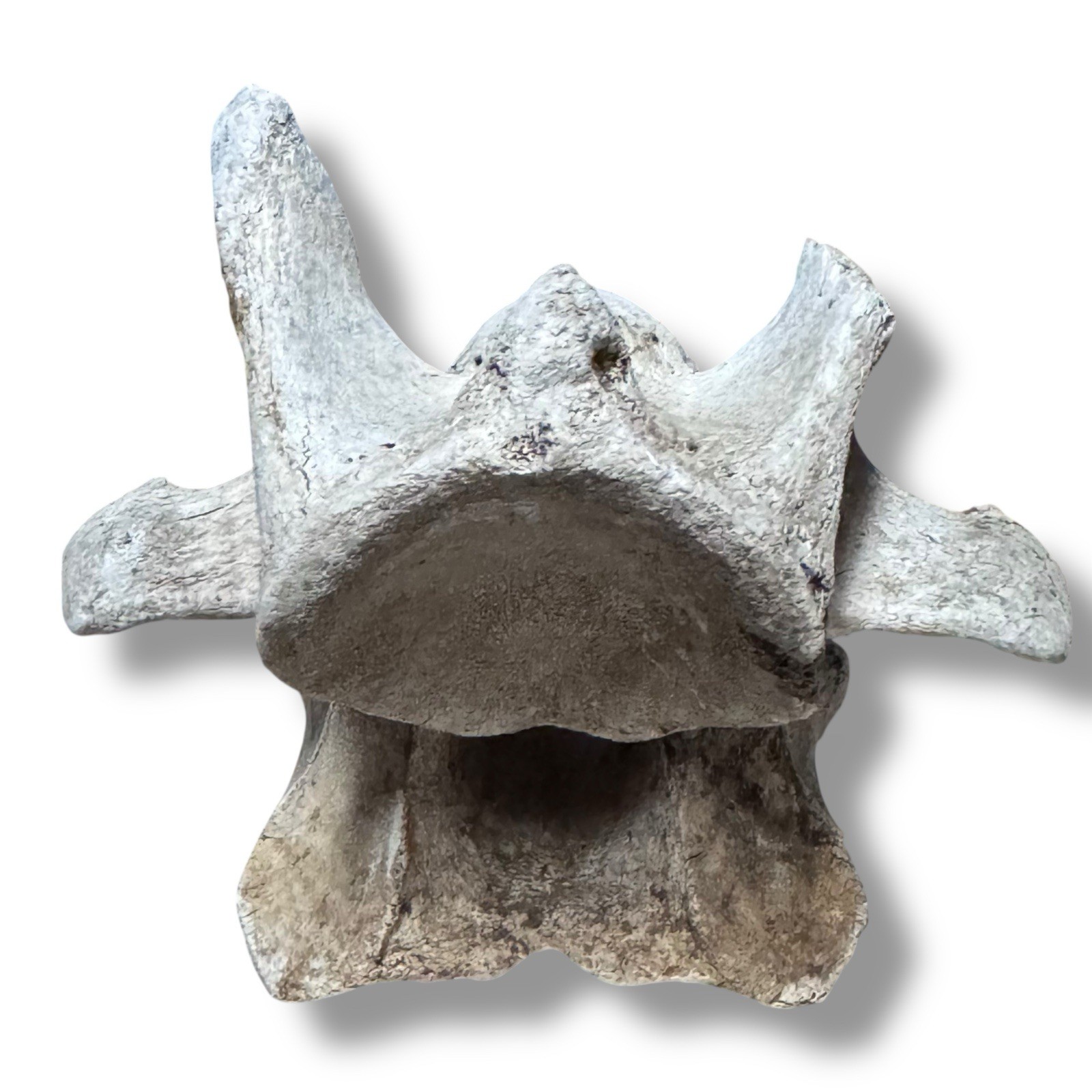 Bison Cervical Vertebra Natural Bone Paperweight Western Decoration No Fossil