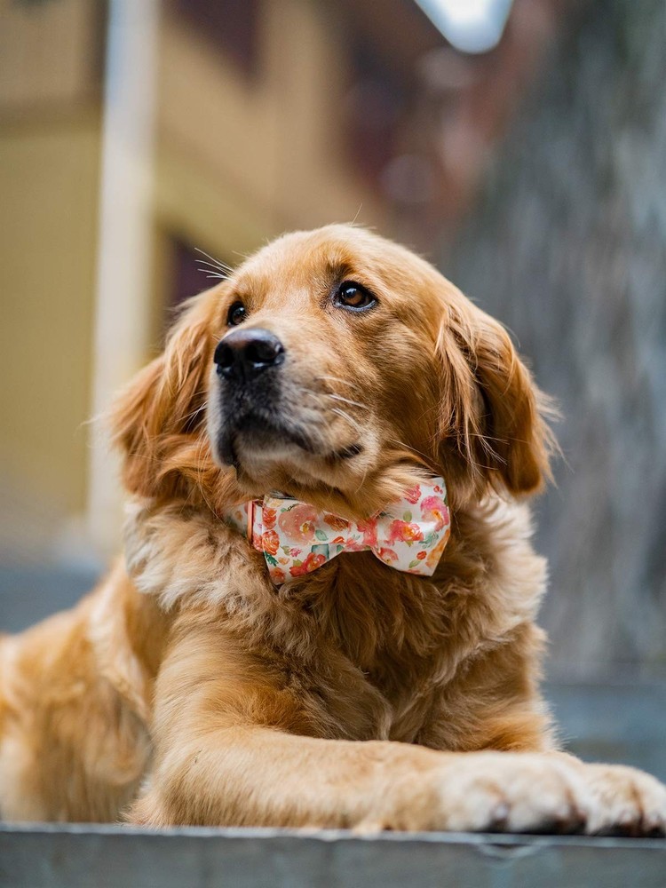Dog Collar Bow Cotton Webbing Bowtie Adjustable Small Medium Large Cats Pet