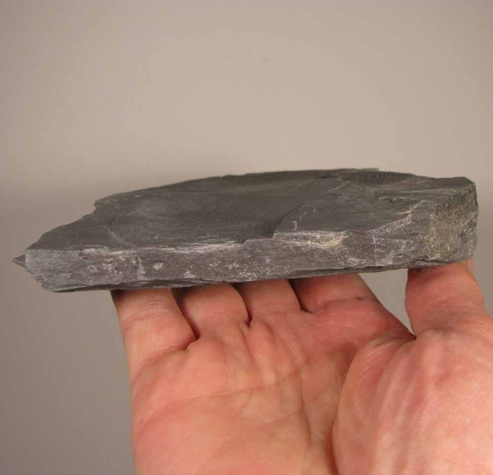 Elrathia Kingi TRILOBITE Fossil in Slate Matrix Rock - Cambrian Period - Utah