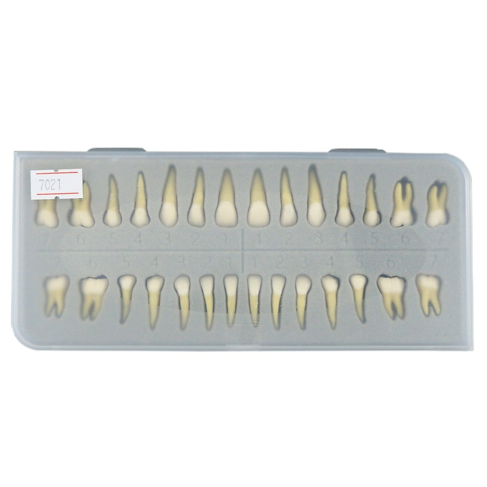 Dental 1:1 Teeth Demonstration Teach Study Model with 28Pcs Permanent Teeth