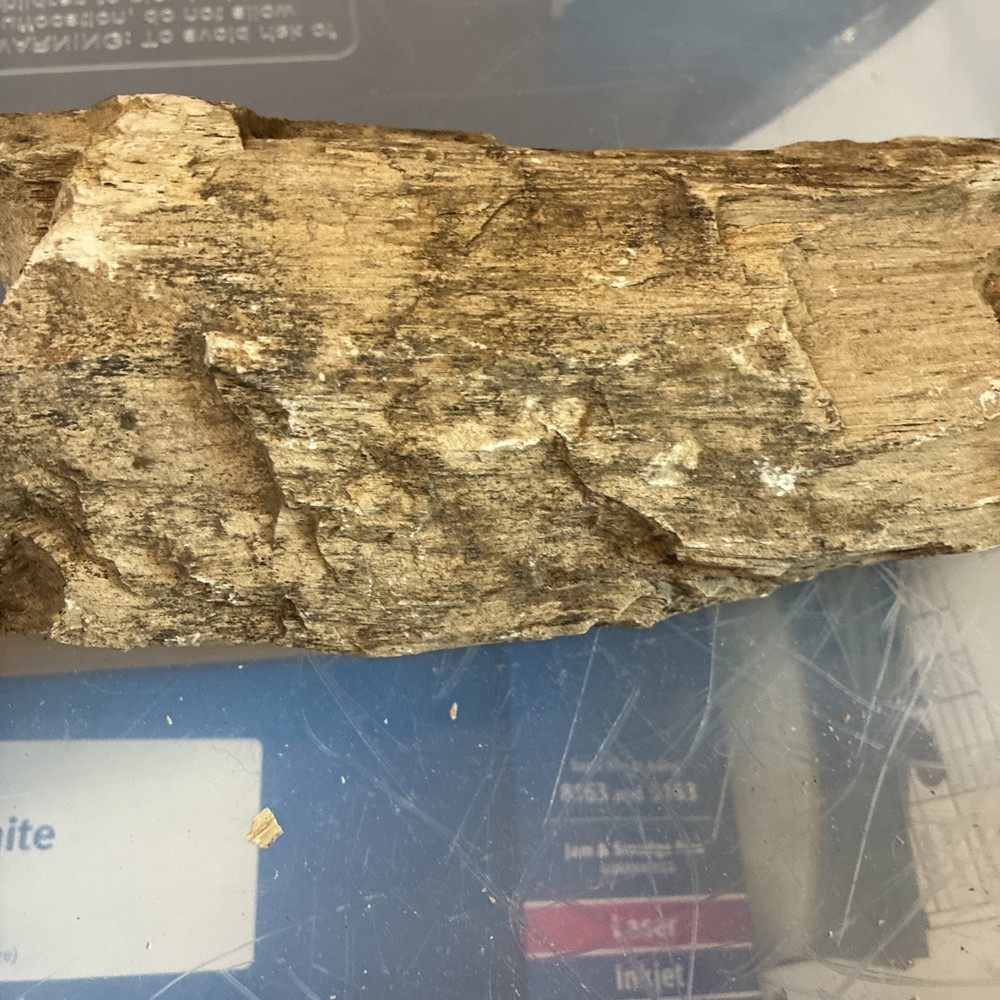 petrified wood rough