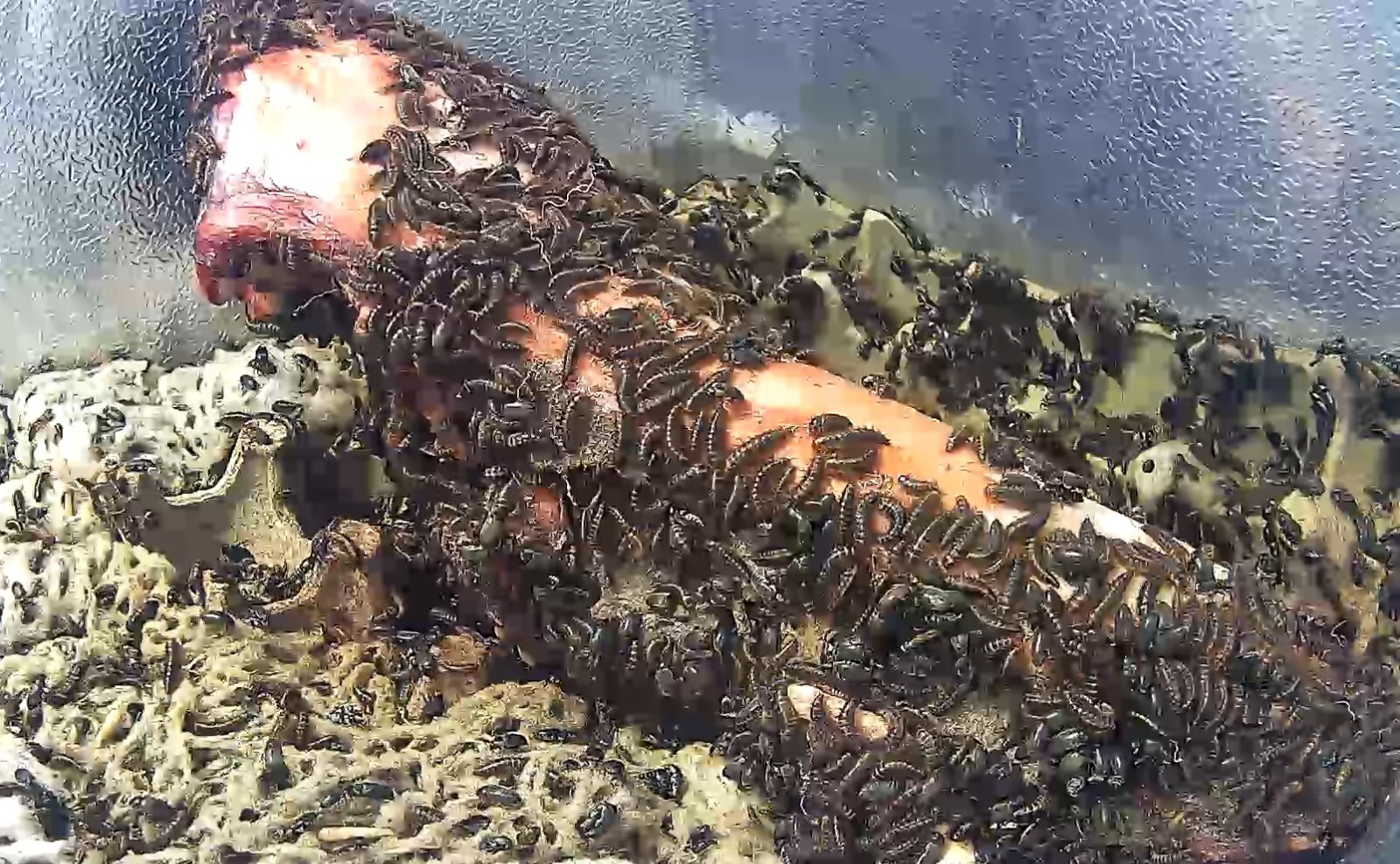 Dermestid Beetles - Flesh Eating Colony- (100-150+ Count)