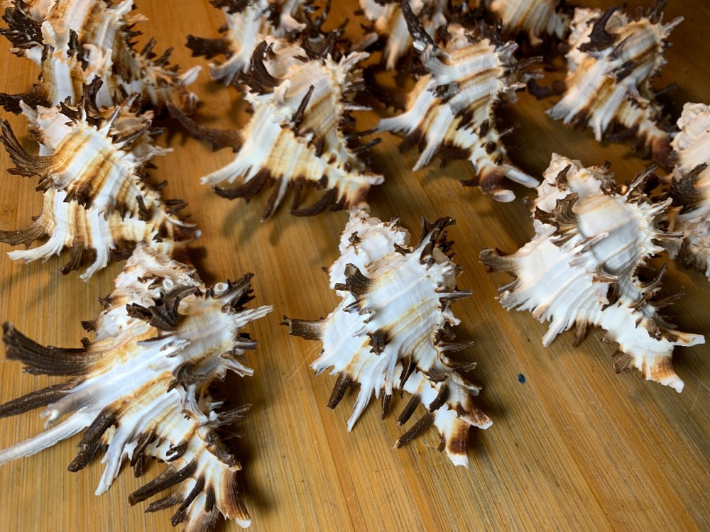 12 Long Spine Endive Murex Seashells Crafts Decor Shells Free Ship!
