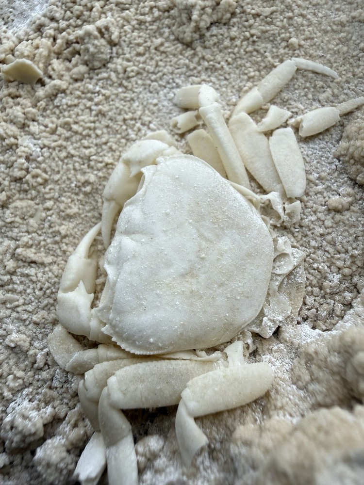 Authentic Potamon Fossil Crab Collection