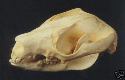 BRUSH TAIL POSSUM  SKULL   REPLICA