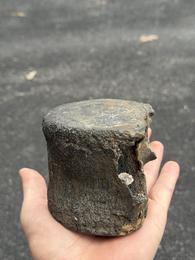 fossilized dinosaur