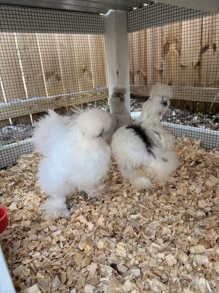 6 ct hatching silkie assorted colors