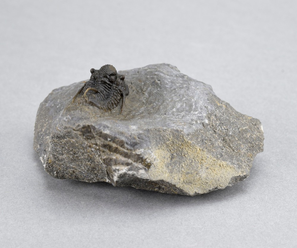 Fine trilobite Cyphaspis sp.