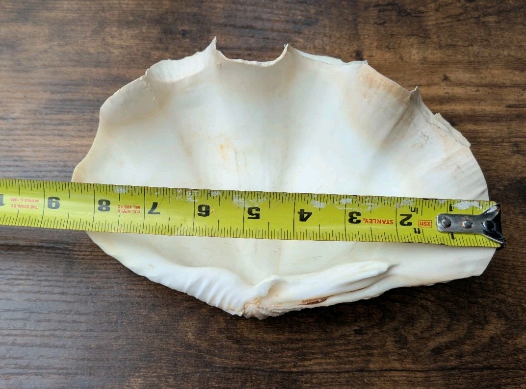 Large Vintage TRIDACNA SQUAMOSA Fluted Giant Clam Shell HALF 9 x 5 1/2"