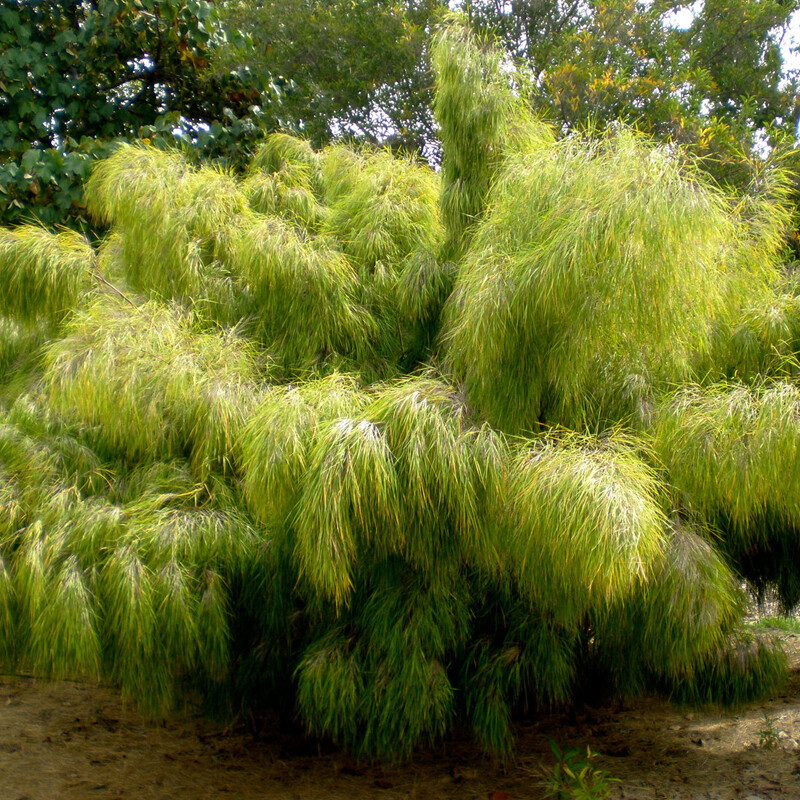 Otatea acuminata MEXICAN WEEPING BAMBOO Seeds!