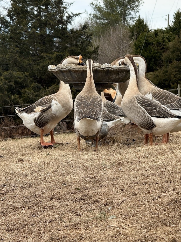 8 Geese Eggs