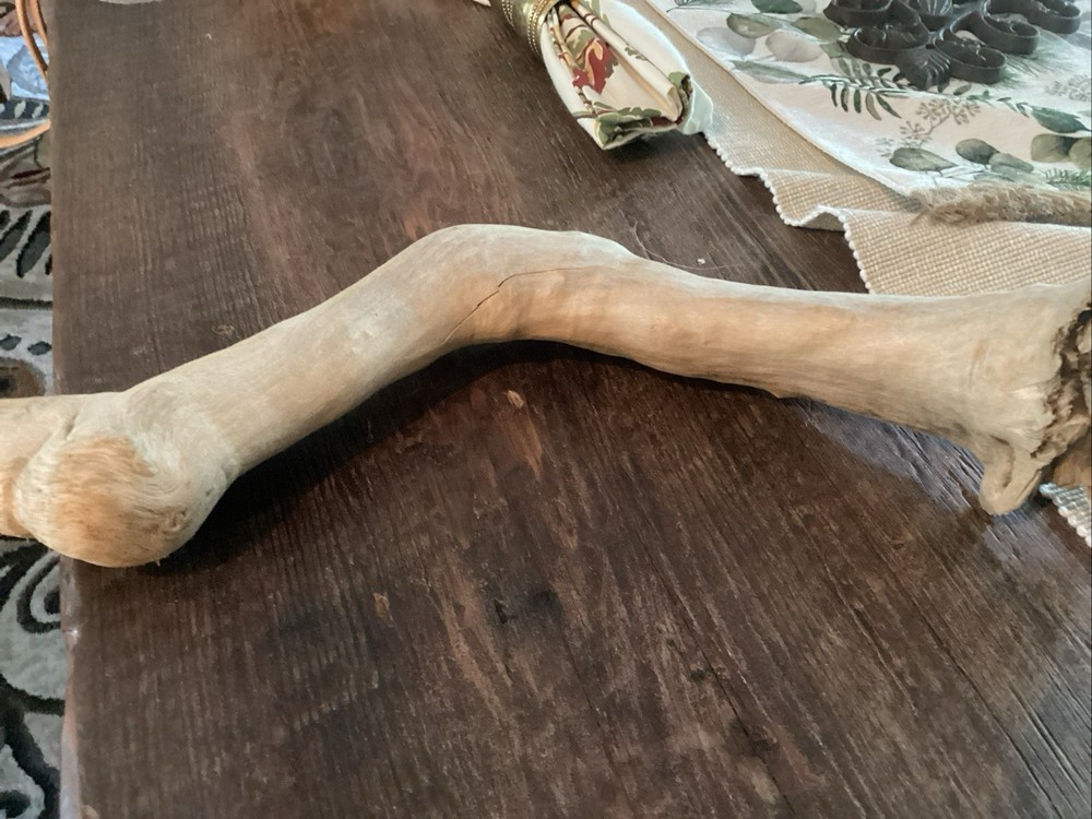 Mammoth Bone